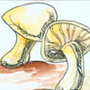 木耳香菇,菌类 fungus,mushroom