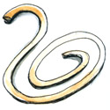 树胶带,橡皮筋 rubber band
