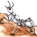 白蚁 white ant,termite