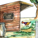 鸡寮,鸡棚 shed