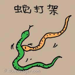 蛇打架 snakes fighting