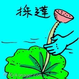 採莲 lotus flower,lotus picking