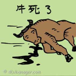 牛死去 dead cow
