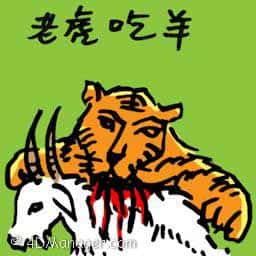 老虎吃羊 tiger hunts goat