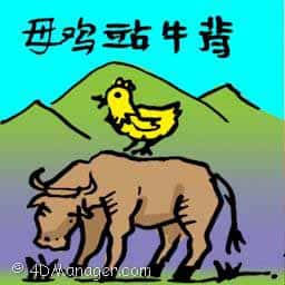 母鸡站牛背 hen sitting on cow